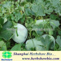 high quality for white gourd seeds